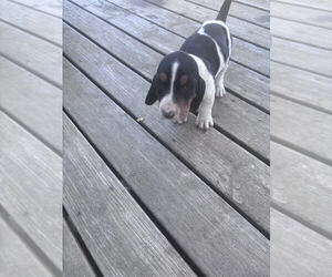 Basset Hound Puppy for sale in BEAVER CROSSING, NE, USA