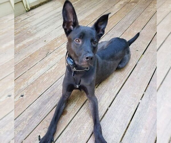 Medium Photo #4 Mutt Puppy For Sale in Rockaway, NJ, USA