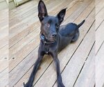 Small #3 Mutt