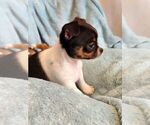 Small Photo #9 Chihuahua Puppy For Sale in MOUNT AIRY, NC, USA