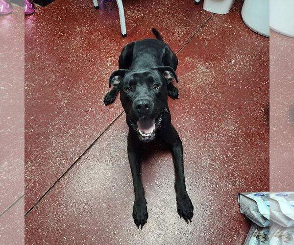 Medium Photo #18 Labrador Retriever-Unknown Mix Puppy For Sale in Fargo, ND, USA