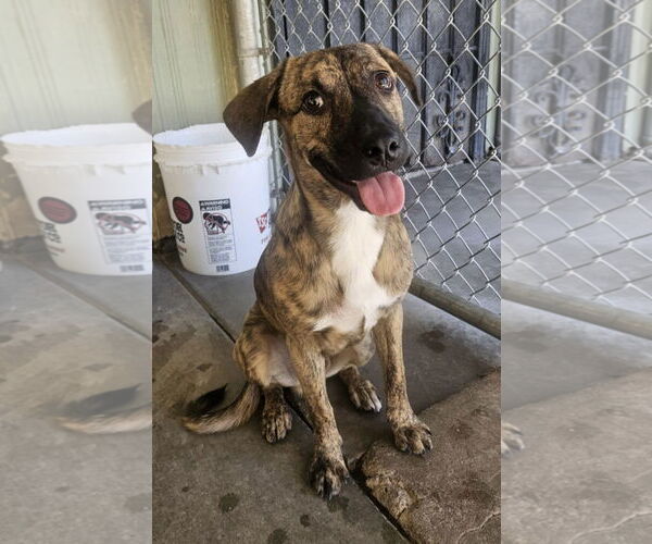 Medium Photo #3 Boxer-Unknown Mix Puppy For Sale in El Centro, CA, USA