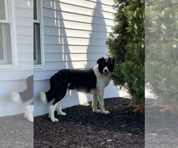 Medium Photo #1 Border Collie Puppy For Sale in BLOOMINGTON, WI, USA