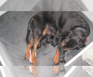 Rottweiler Puppy for sale in ROSEBURG, OR, USA