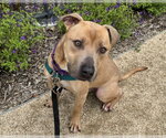 Small #1 American Pit Bull Terrier