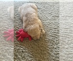 Small #2 Goldendoodle