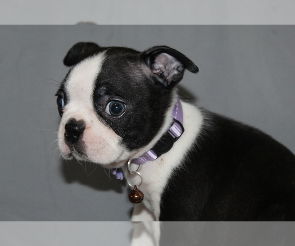 Medium Photo #1 Boston Terrier Puppy For Sale in BROOKSVILLE, FL, USA