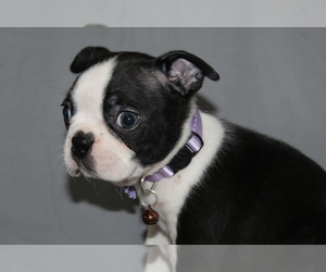Boston Terrier Puppy for sale in BROOKSVILLE, FL, USA