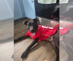 Ardmore - Male American Pit Bull Terrier-Unknown Mix Dog for Adoption - Small photo