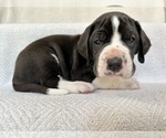 Small #6 Great Dane