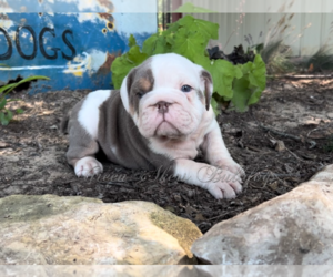 English Bulldog Puppy for sale in OOLOGAH, OK, USA