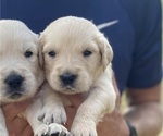 Puppy Cosmo Golden Retriever