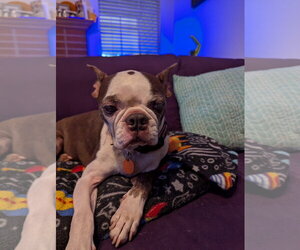 Dallas - Male Boston Terrier Dog for Adoption - Photo #2