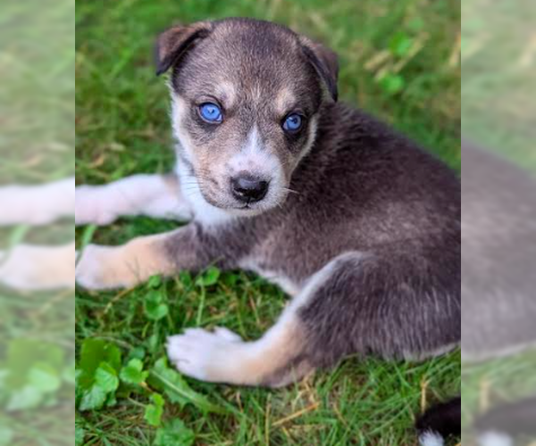 Medium Photo #3 Mutt Puppy For Sale in Brooklyn Center, MN, USA