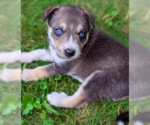 Small #2 Mutt