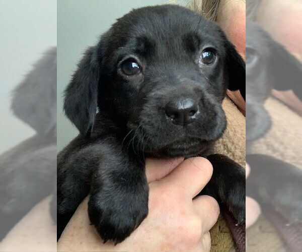 Medium Photo #1 Labbe Puppy For Sale in Wheaton, IL, USA