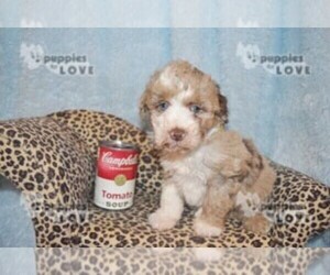 Aussiedoodle-Poodle (Toy) Mix Puppy for sale in SANGER, TX, USA