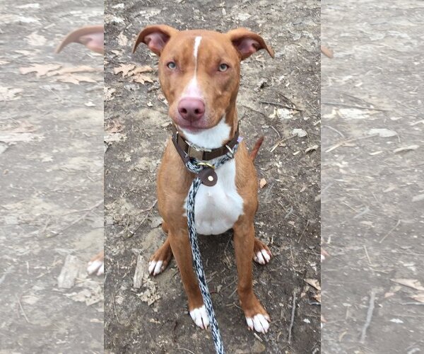 Medium Photo #1 American Pit Bull Terrier-Blue Lacy Mix Puppy For Sale in Rockaway, NJ, USA