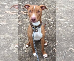 American Pit Bull Terrier-Blue Lacy Mix Dogs for adoption in Rockaway, NJ, USA
