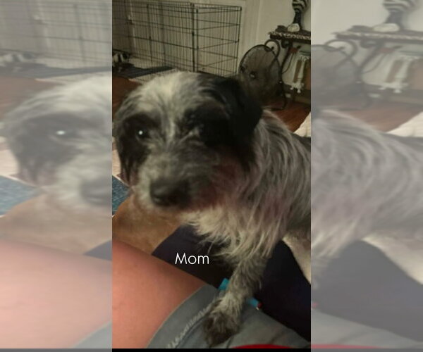 Medium Photo #3 Mutt Puppy For Sale in Dana Point, CA, USA