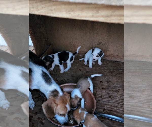 Medium Photo #1 Beagle Puppy For Sale in JAMESVILLE, NC, USA