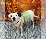 Small Photo #9 Labmatian Puppy For Sale in Bryant, AR, USA