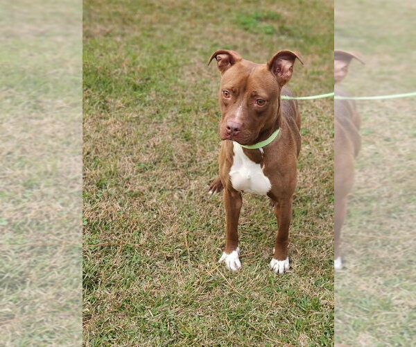 Medium Photo #1 Mutt Puppy For Sale in Rockaway, NJ, USA