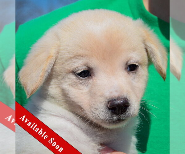 Medium Photo #1 Chihuahua-Unknown Mix Puppy For Sale in Huntley, IL, USA