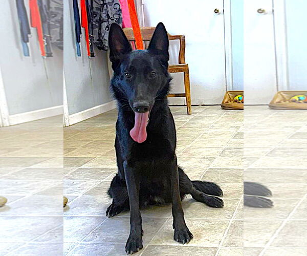 Medium Photo #1 German Shepherd Dog Puppy For Sale in Holly Hill, SC, USA