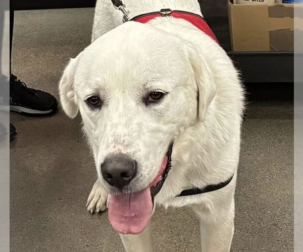 Medium Photo #2 Akbash-Great Pyrenees Mix Puppy For Sale in Missoula, MT, USA