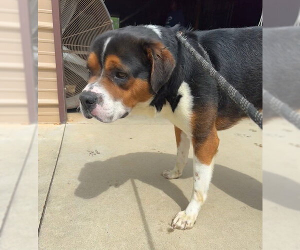 Medium Photo #4 Mutt Puppy For Sale in Tarrytown, GA, USA