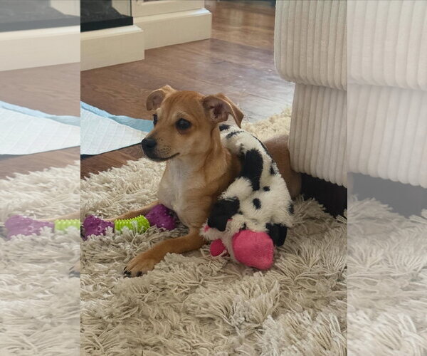 Medium Photo #3 Chihuahua-Unknown Mix Puppy For Sale in Jefferson, NJ, USA