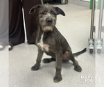 Small #1 Irish Wolfhound Mix