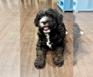 Miniature Bernedoodle Puppy for sale in SILVERTON, OR, USA