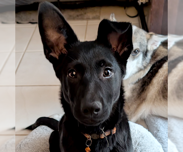 Medium Photo #2 Shepradors Puppy For Sale in The Woodlands, TX, USA