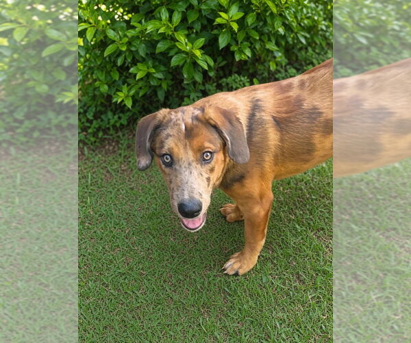 Medium Photo #2 Mutt Puppy For Sale in Canton, CT, USA