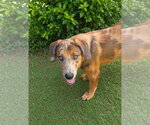 Small #1 Mutt