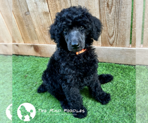 Poodle (Standard) Puppy for sale in SACRAMENTO, CA, USA