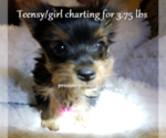 Small Photo #9 Yorkshire Terrier Puppy For Sale in ARLINGTON, TX, USA