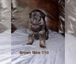 Small #2 German Shepherd Dog