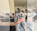 Small #8 French Bulldog