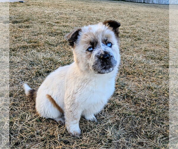 Medium Photo #9 Australian Shepherd-Unknown Mix Puppy For Sale in Sandy, UT, USA