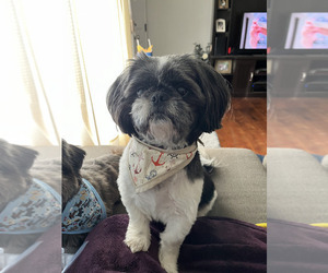 Father of the Shih Tzu puppies born on 12/26/2025