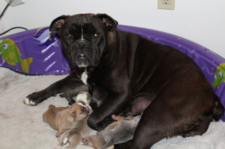 Mother of the Olde English Bulldogge puppies born on 05/08/2017