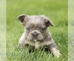 Small #5 French Bulldog