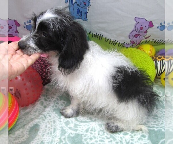 Medium Photo #4 Chiweenie-Poodle (Toy) Mix Puppy For Sale in RATTAN, OK, USA
