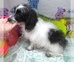 Small #3 Chiweenie-Poodle (Toy) Mix