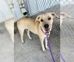 Small #2 Labrador Retriever Mix