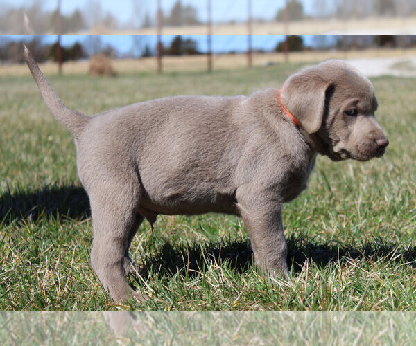 Medium Photo #5 Labrador Retriever Puppy For Sale in MARSHFIELD, MO, USA