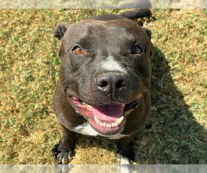 BLUE - Male Mutt Dog for Adoption - Photo #2